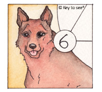 Typ 6
